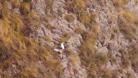 adult black chested buzzard eagle jumps down towards its juvenile bird as it scolds it