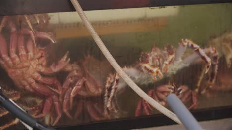 cangrejos rey en un acuario para la venta en hakodateasaichi, mercado matutino en tokio