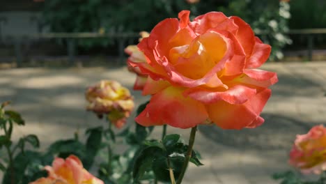 Eine-Orange-Floribunda-Rose-In-Einem-öffentlichen-Garten