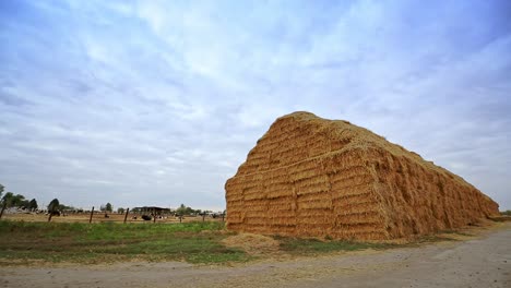 un pajar en una granja ganadera. un montón alto de paja en una granja lechera