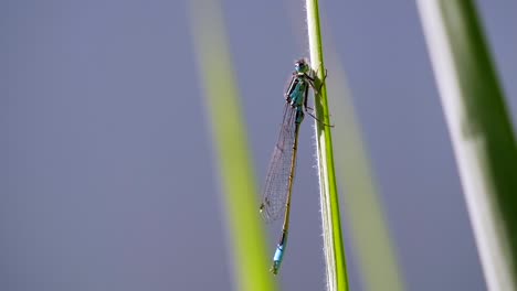 close-up shot of beautiful blue dragonfly hanging on grass plant during daytime