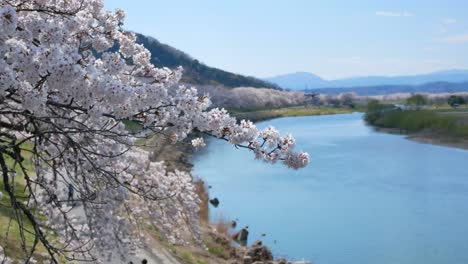 miles de cerezos en flor son soplados por el viento y hacen que sus ramas se muevan en un movimiento animado en el lado del río shiroishi en funaoka, sendai, japón en primavera