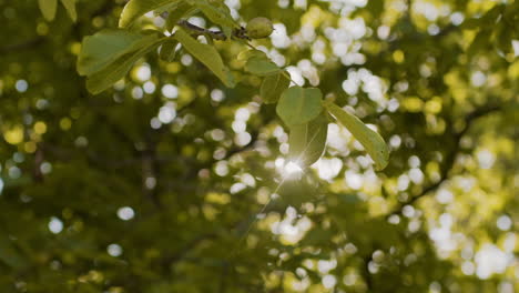 sun rays through tree leaves