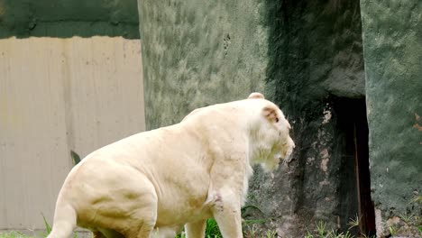 white lioness walks in its home at the zoo