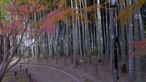 japanese bamboo forests have a very special energy, they are generally very well maintained and in autumn you can walk very quietly and contemplate losing track of time