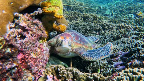 sea turtle sleeping by the corals - close up