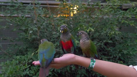 Parrot-kicking-off-other-parrot-who-is-trying-to-eat