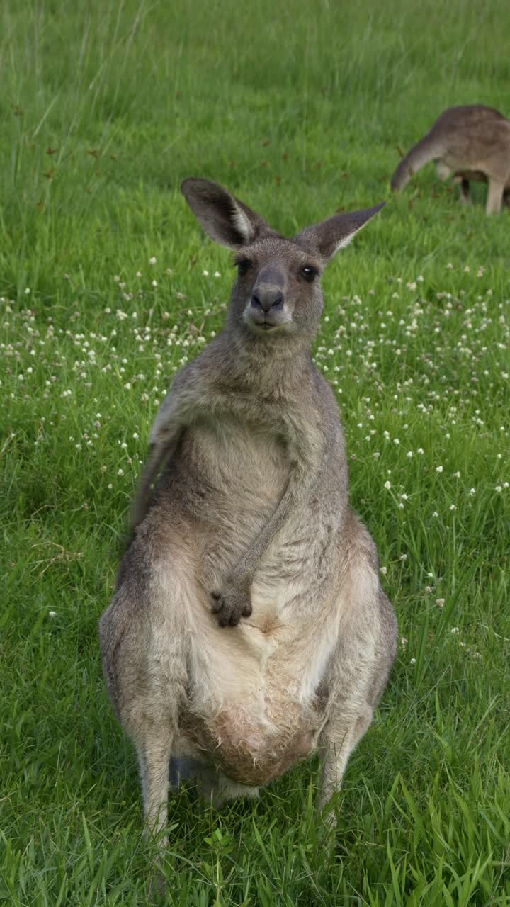 Eastern Grey Kangaroo Scratching, Queensland, Australia - Vertical Shot