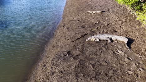 aerial view of a saltwater crocodile on a muddy riverbank, showcasing its movement and natural habitat under bright daylight