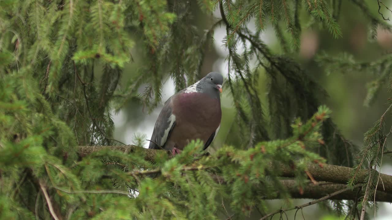나뭇가지에 서 있는 일반적인 나무 비둘기는 소나무 나뭇가지로 둘러싸인 소나무에서 부리에서 공기를 불어서 전형적인 'coo coooo coo cu cu'를 노래합니다.