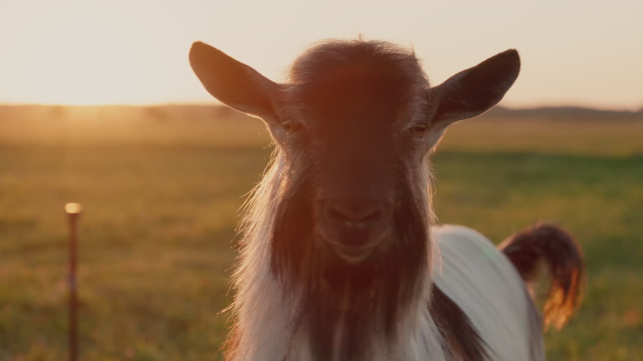 retrato de una cabra de pura sangre en un prado al atardecer
