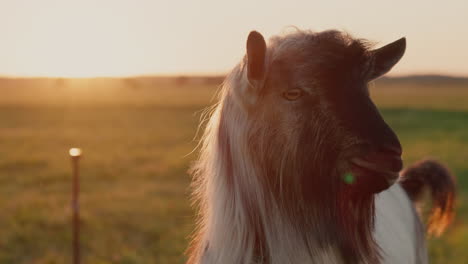 portrait of a thoroughbred goat in a meadow at sunset