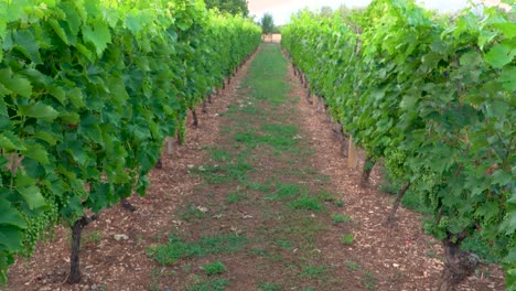 campo de viñedo de uvas, disparo de revelación, imágenes de 4k