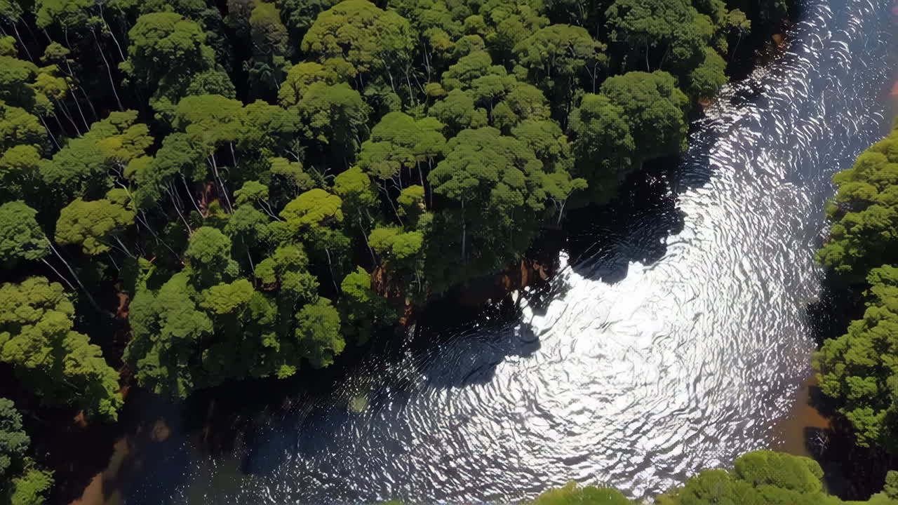 Aerial View of a River Winding Through a Lush Rainforest