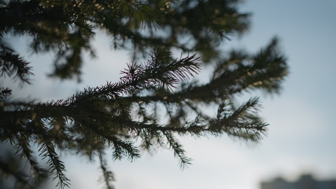 Close up of pine tree branch with detailed green needles gently lit by soft glow from sun in distance, blurred silhouette of building visible in background against blue sky on clear day