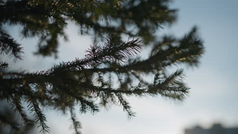 close up of pine tree branch with detailed green needles gently lit by soft glow from sun in distance, blurred silhouette of building visible in background against blue sky on clear day
