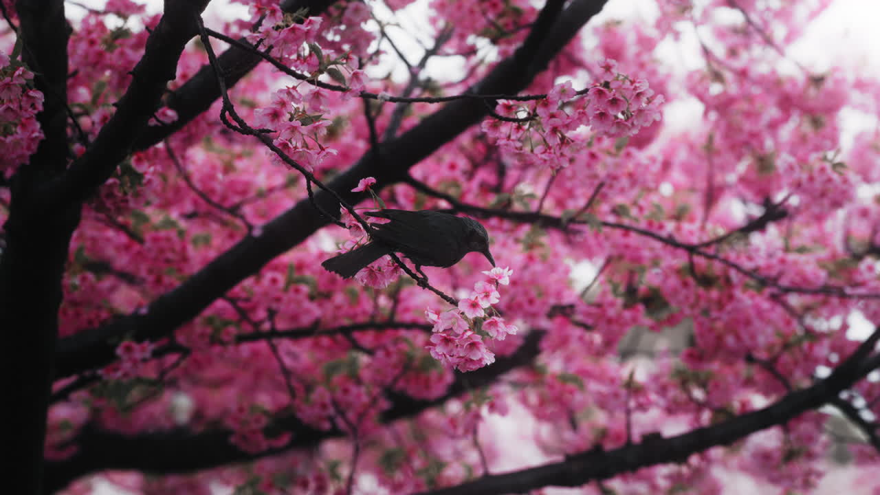 Uccello su un albero di ciliegio in fiore