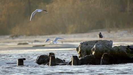 flock-of-gulls-flying-over-a-rocky-beach,-with-the-waves-crashing-on-the-shore-in-the-background