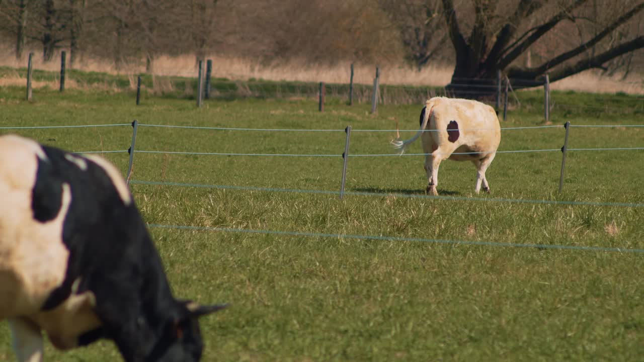 풀밭에서 풀을 뜯고 있는 프랑스 브레톤 파이 느와르 소