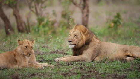 lion ad lioness resting in zimbabwe savanna 01