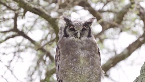 Owl-Close-Up-African-Bird-Portrait-in-Africa-Perched-in-a-Tree,-Verreauxs-Eagle-Owl,-Big-Owls-in-Tanzania-in-Africa-at-Ngorongoro-Conservation-Area-in-Ndutu-National-Park,-African-Birdlife-and-Animals