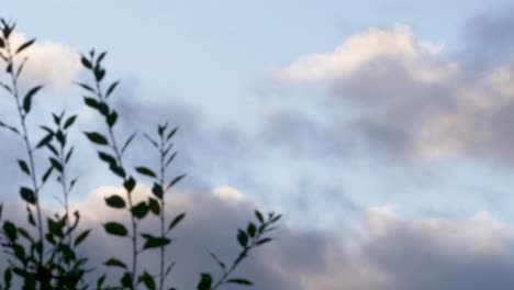 dark grey clouds floating by in the sky at dusk behind vegetation - timelapse shot