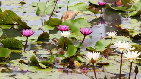 vibrantes flores de loto florecen en un estanque tranquilo, rodeado de exuberantes hojas verdes bajo una suave iluminación natural