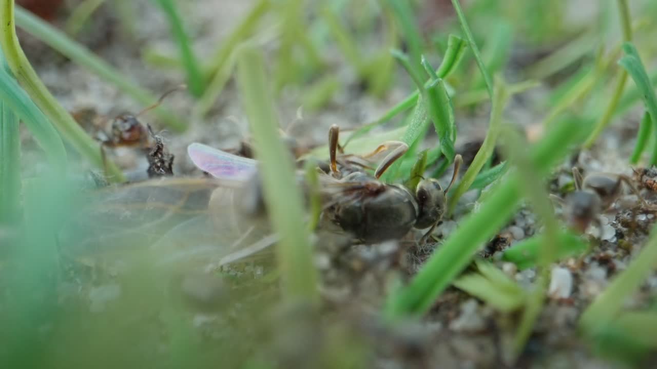 Ants crawl over smooth green plant surface with veins and tiny nodes visible in macro