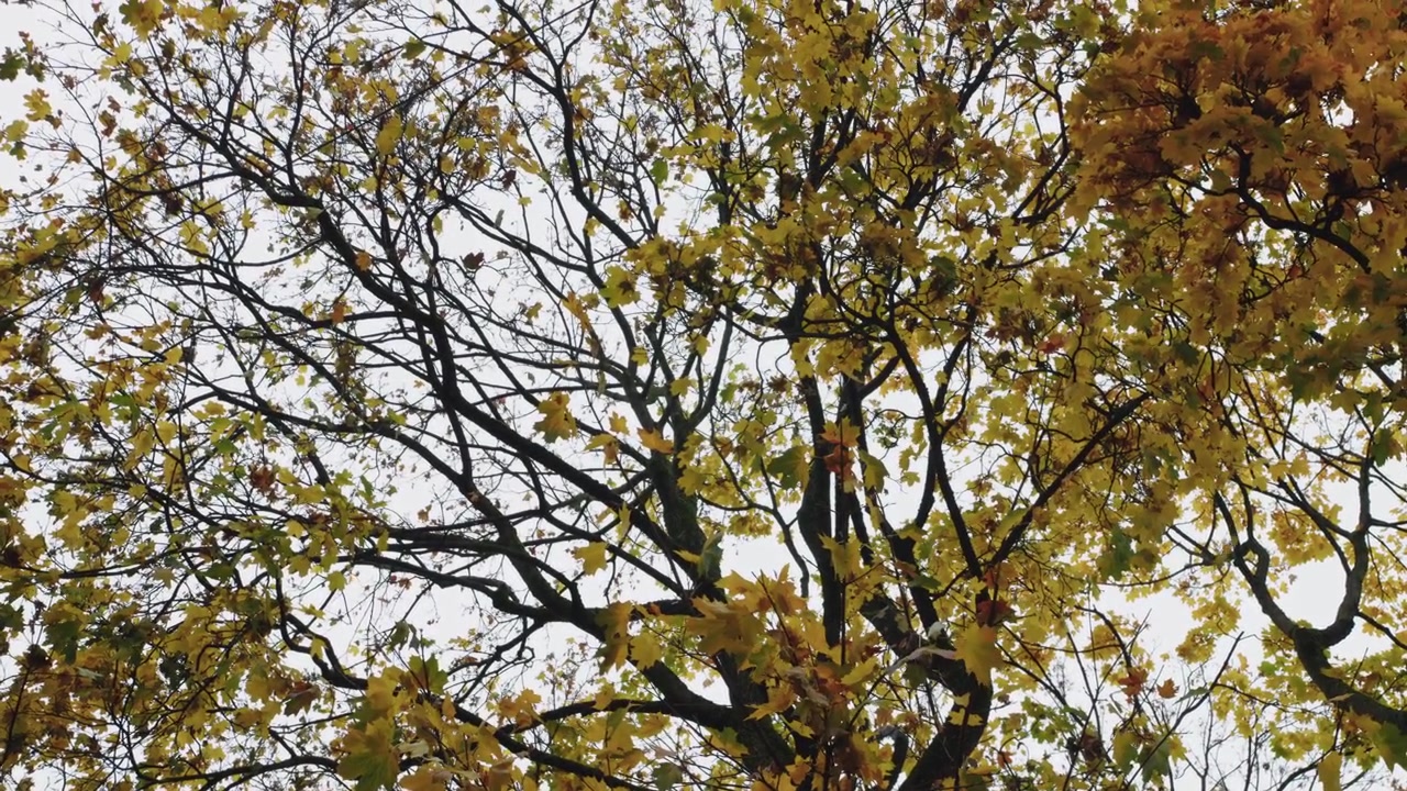 Fall season leaves blowing in the wind Maple leaves