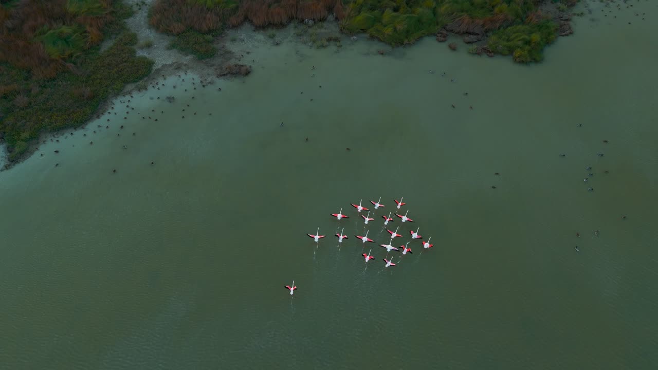 Flamingos ascending at a shallow water savannah lagoon in slow motion