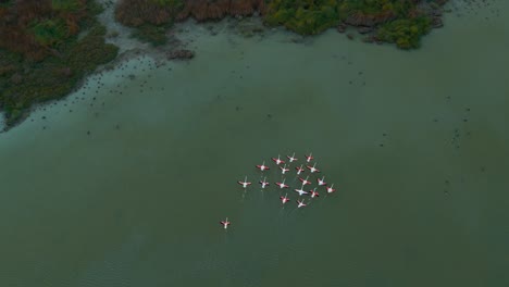 Flamencos-Ascendiendo-A-Una-Laguna-De-Sabana-De-Aguas-Poco-Profundas-En-Cámara-Lenta