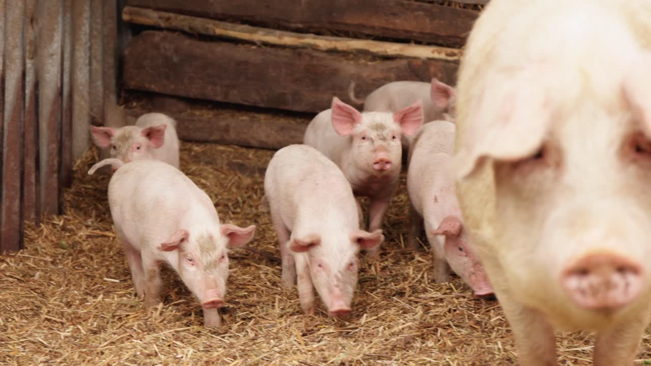 창고에 힌 돼지