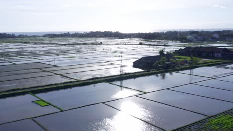 Motorcycle-Driving-On-The-Road-Between-Rice-Fields-Near-Seseh,-Bali-Indonesia