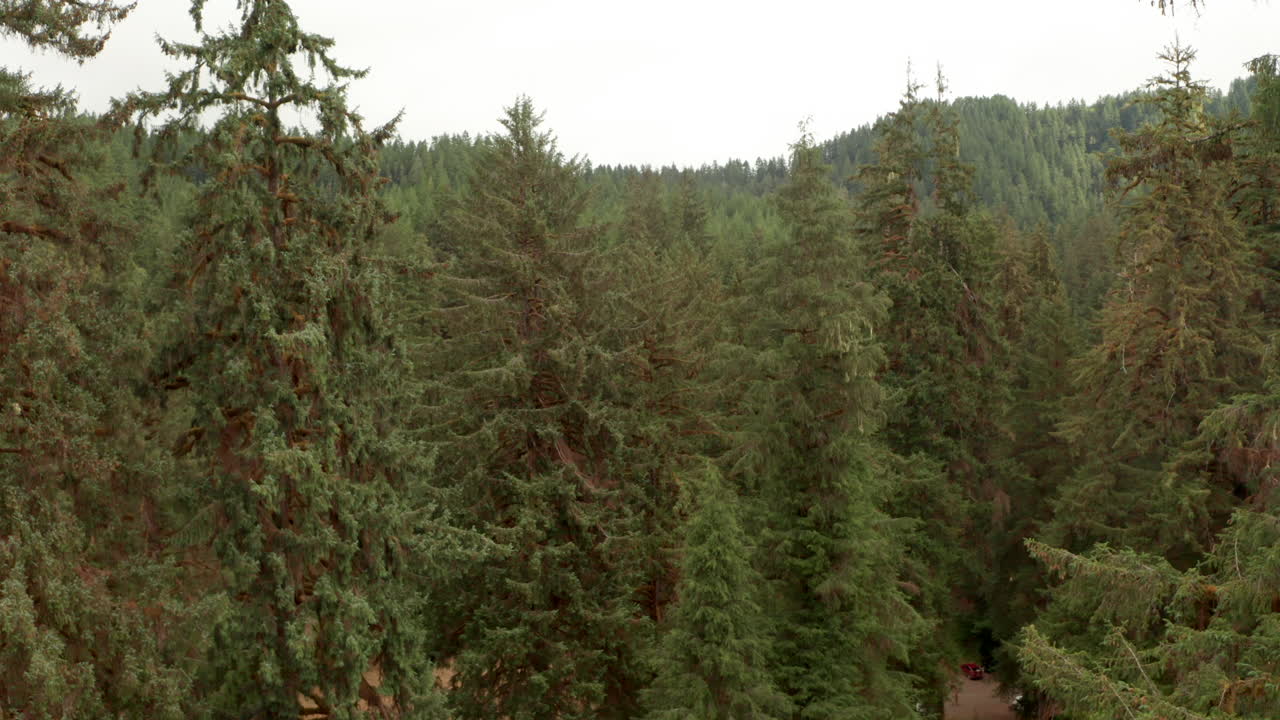 Low aerial shot through dense pine trees