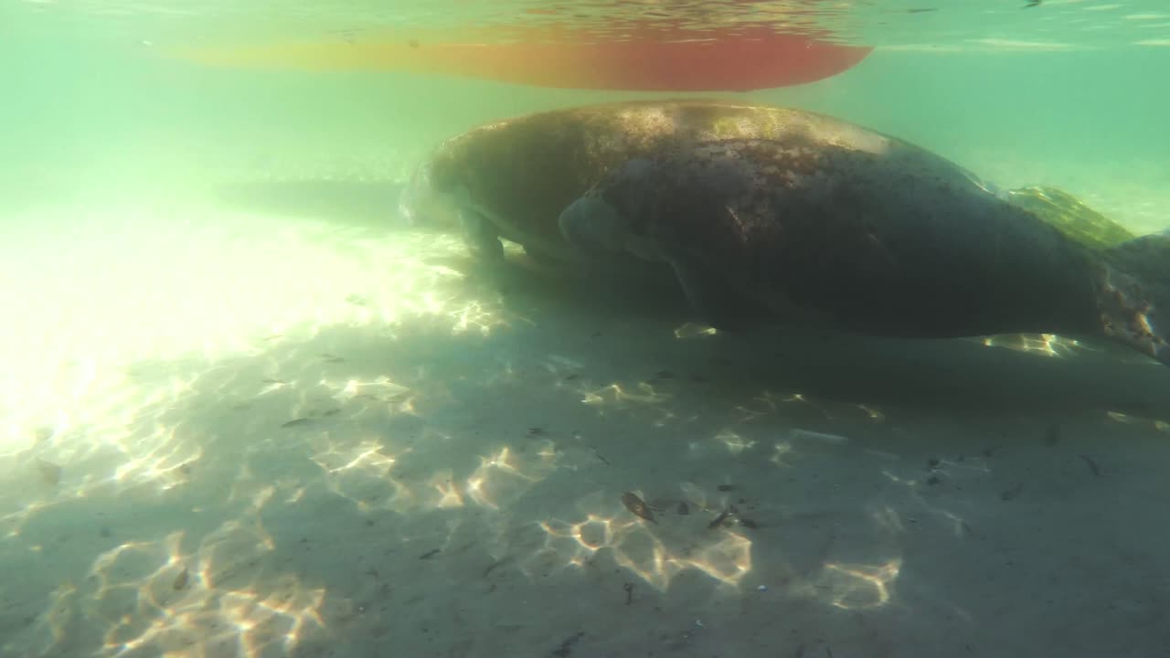 GoPro 4K undervandsoptagelse af søko mor og unge i Weeki Wachee-floden i Florida, USA, der svømmer langs de tamme kæmper