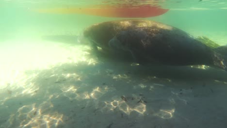 Mamá-De-Manatí-Submarino-Gopro-4k---Niño-En-El-Río-Weeki-Wachee-En-Florida,-Estados-Unidos,-Nadando-A-Lo-Largo-De-Los-Gigantes-Domesticados