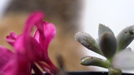 gotas de lluvia en cámara lenta sobre suculentas y flor de frangipani rosa