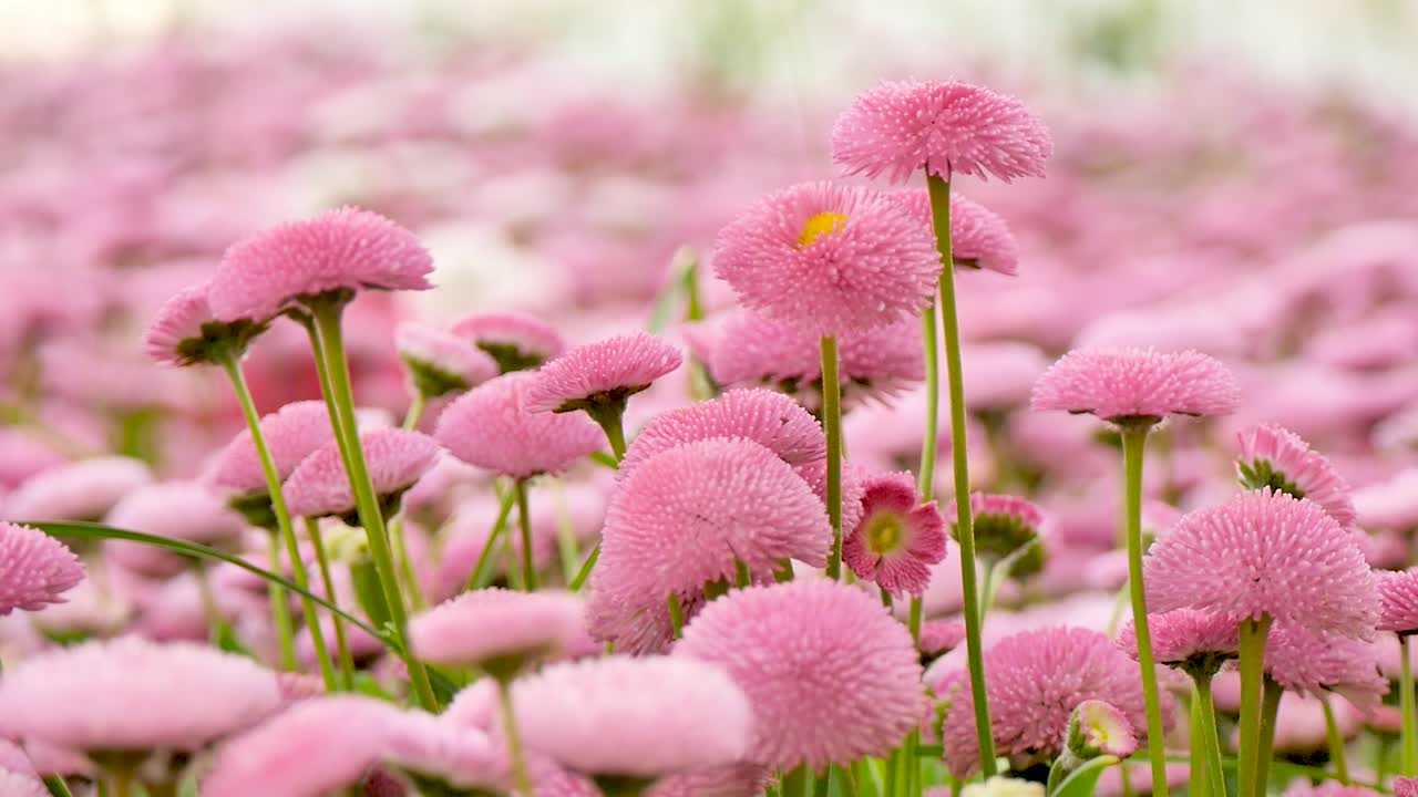 Campo de pequenas flores cor-de-rosa