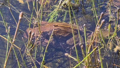 Male-frog-has-climbed-on-top-of-female-from-and-trying-to-mate