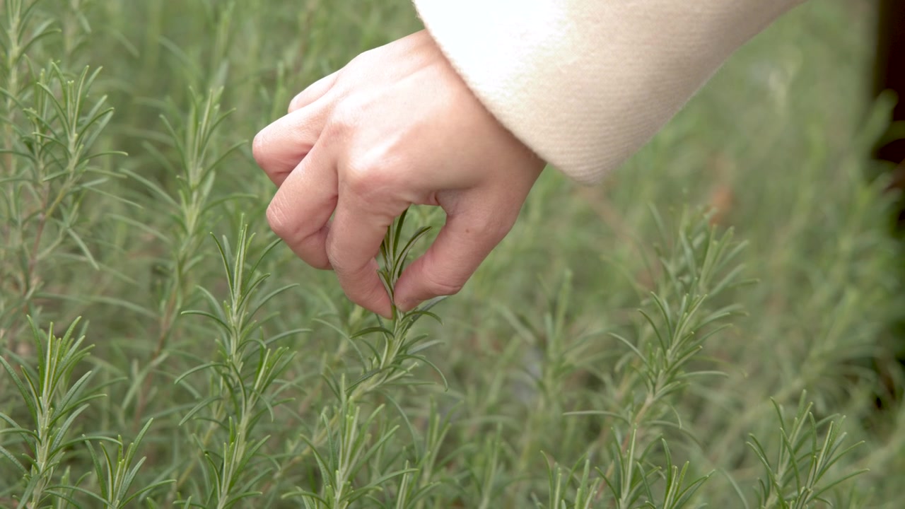 Eine Frauenhand erntet vorsichtig aromatische Rosmarinzweige von einer üppig grünen Gartenpflanze.