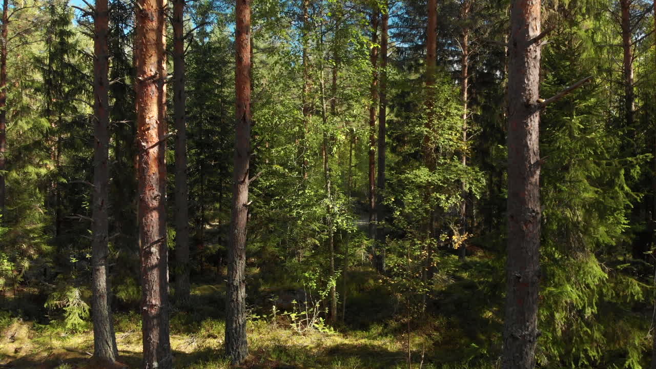 Lento movimento più in profondità in una bellissima foresta verde