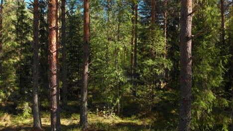 Slow-move-deeper-into-beautiful-green-forest