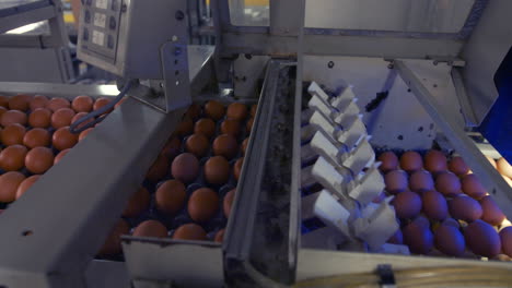 eggs moving on the production line