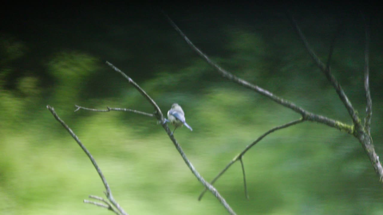 Small Bird Perched on a Branch in a Forest