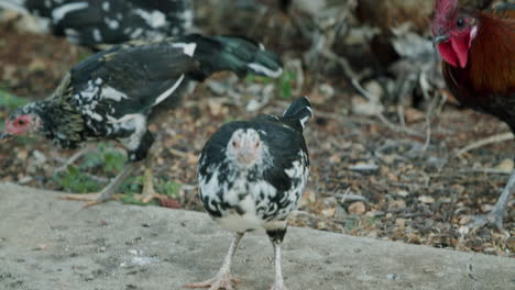 a group of domestic chickens foraging outdoors