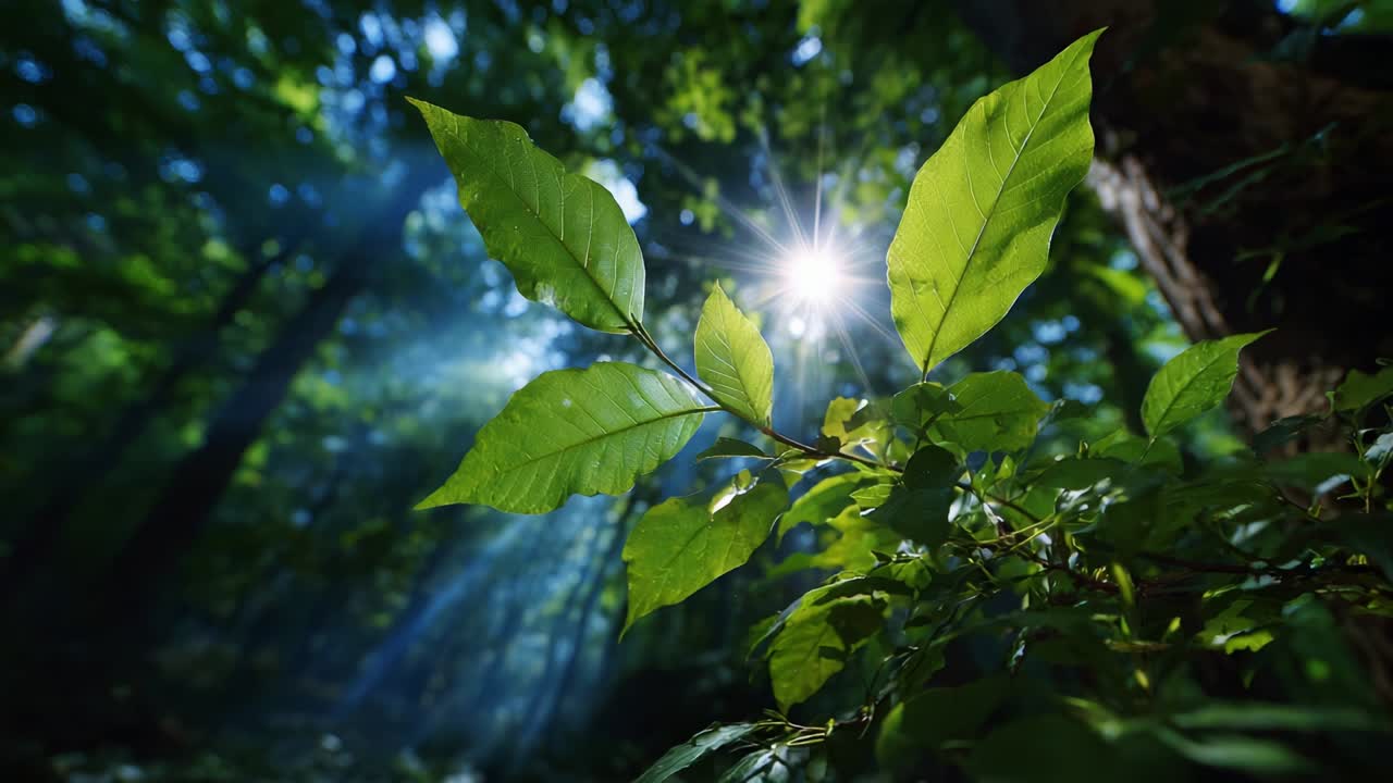 A Tranquil Glimpse of Nature's Radiance: Illuminated Leaves Bathed in Soft Sunlight Filtering Through the Forest Canopy, Showcasing the Beauty of Natural Greenery and Vital Organic Life Forms in Unison
