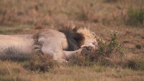 León-Acostado-De-Lado-En-La-Hierba-De-La-Sabana-Africana,-Moviendo-La-Pata,-De-Cerca