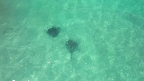 manta rays in crystal clear water in carnarvon, west australia - aerial, static shot