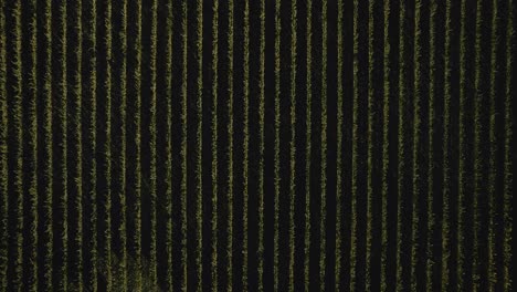 aerial of a vineyard in sonoma, california at sunrise