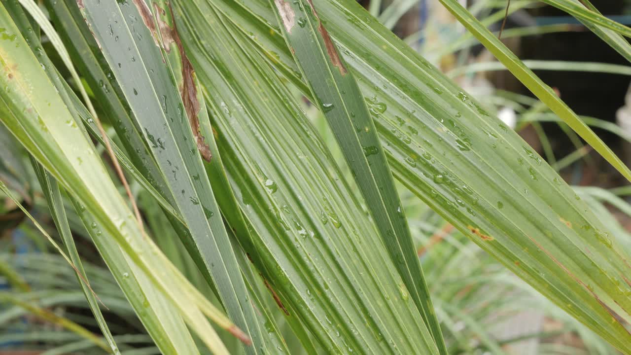 hoja de árbol verde hoja de árbol de coco para el verano con gota de lluvia en la superficie